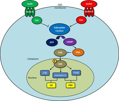 The Role of GnIH in Biological Rhythms and Social Behaviors